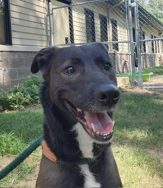 An adult medium-sized female Black Husky dog named Greta for adoption in Prudenville, MI