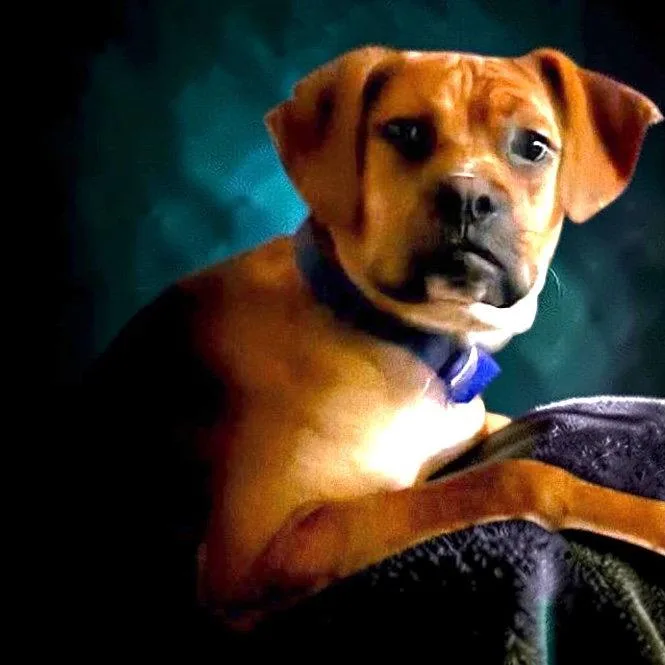 Bo Boxer thumbnail 2