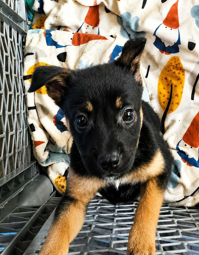 A baby medium-sized male Black Mixed Breed dog named Leo for adoption in Kenosha, WI