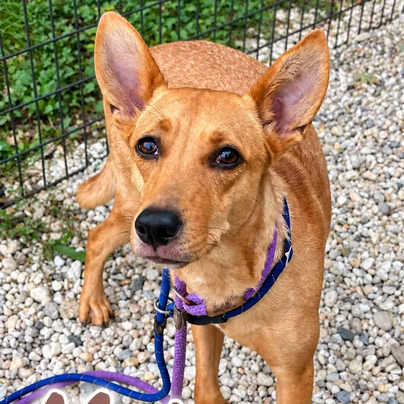 An adult medium-sized female Basenji dog named Mocha for adoption in Jackson, NJ