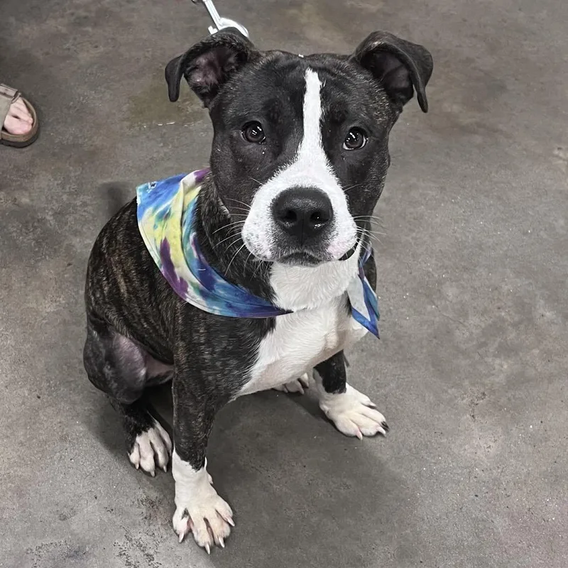 A young medium-sized male Terrier dog named Goose for adoption in Tampa, FL