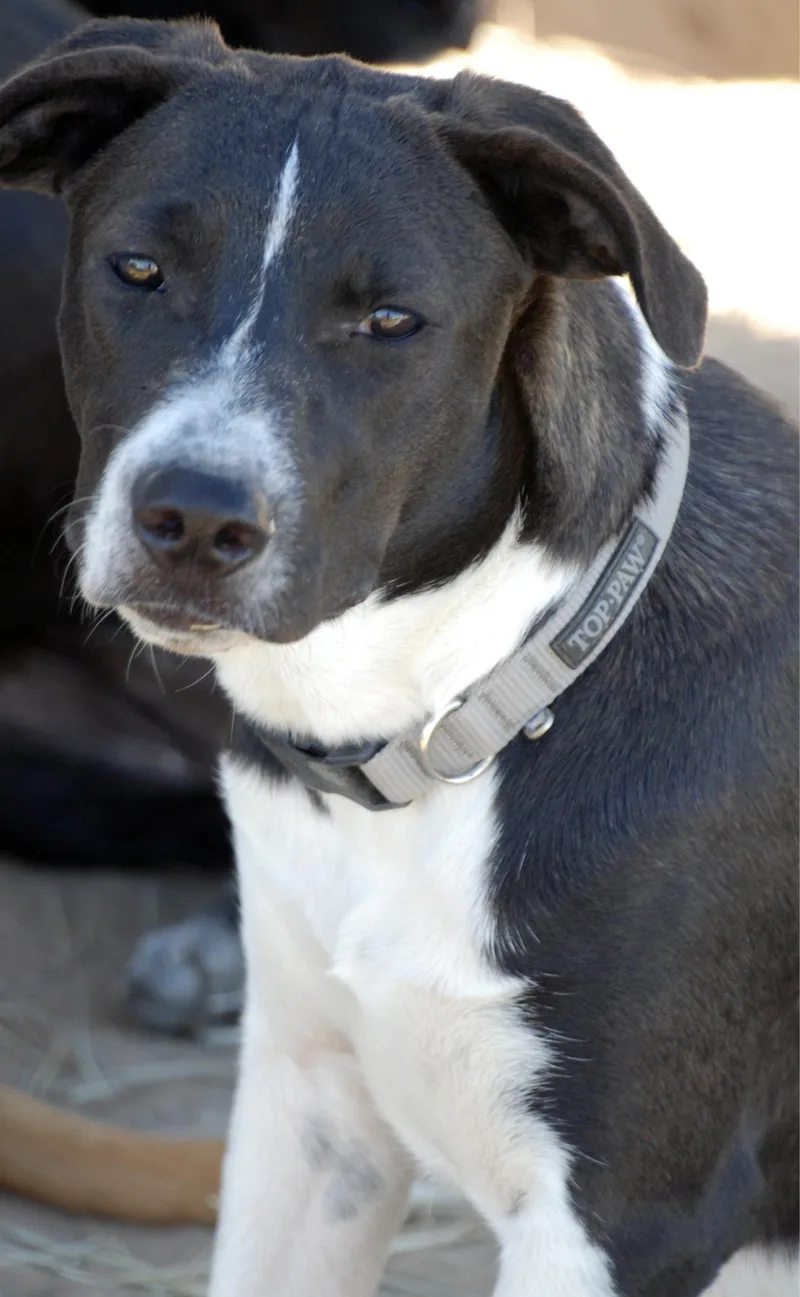 Silver Girl thumbnail 3