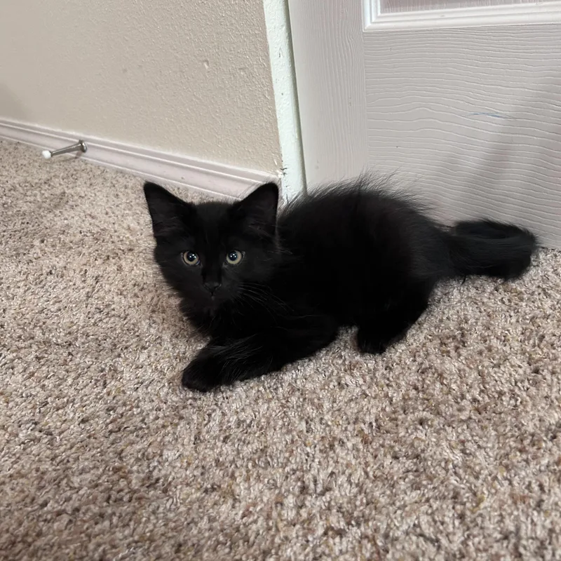 A baby medium-sized male Black Domestic Short Hair cat named Thunder for adoption in Portland, OR