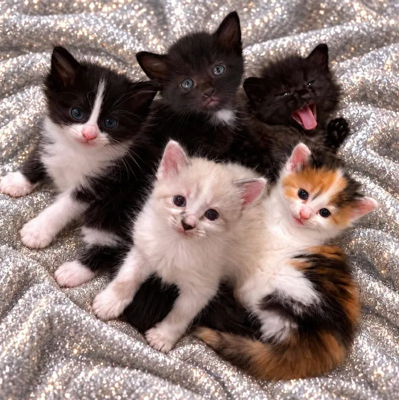 A baby medium-sized female Black Domestic Long Hair cat named Purrincess for adoption in Blanch, NC