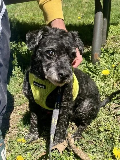A senior small-sized male Black Miniature Poodle dog named Chase for adoption in Annapolis, MD