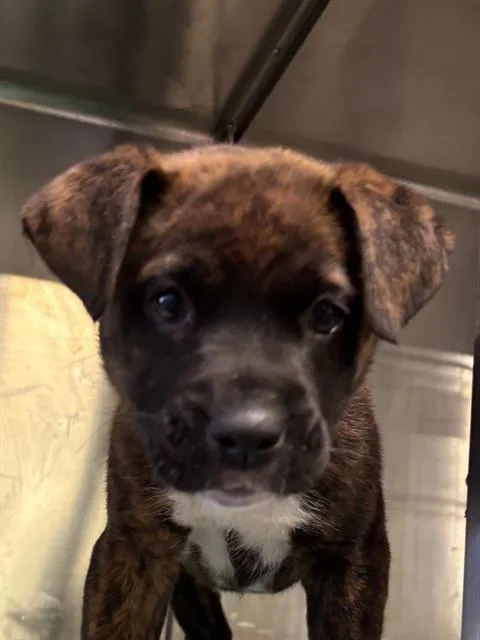 Lee Urgent! Longtime