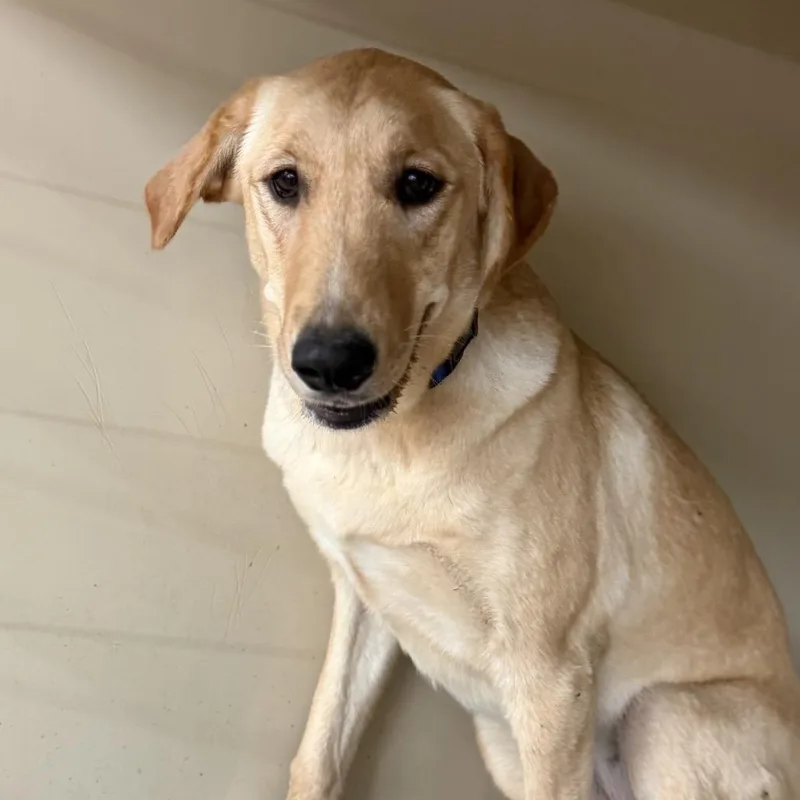 A young medium-sized female Golden Shepherd dog named Cheetah for adoption in Midland, TX