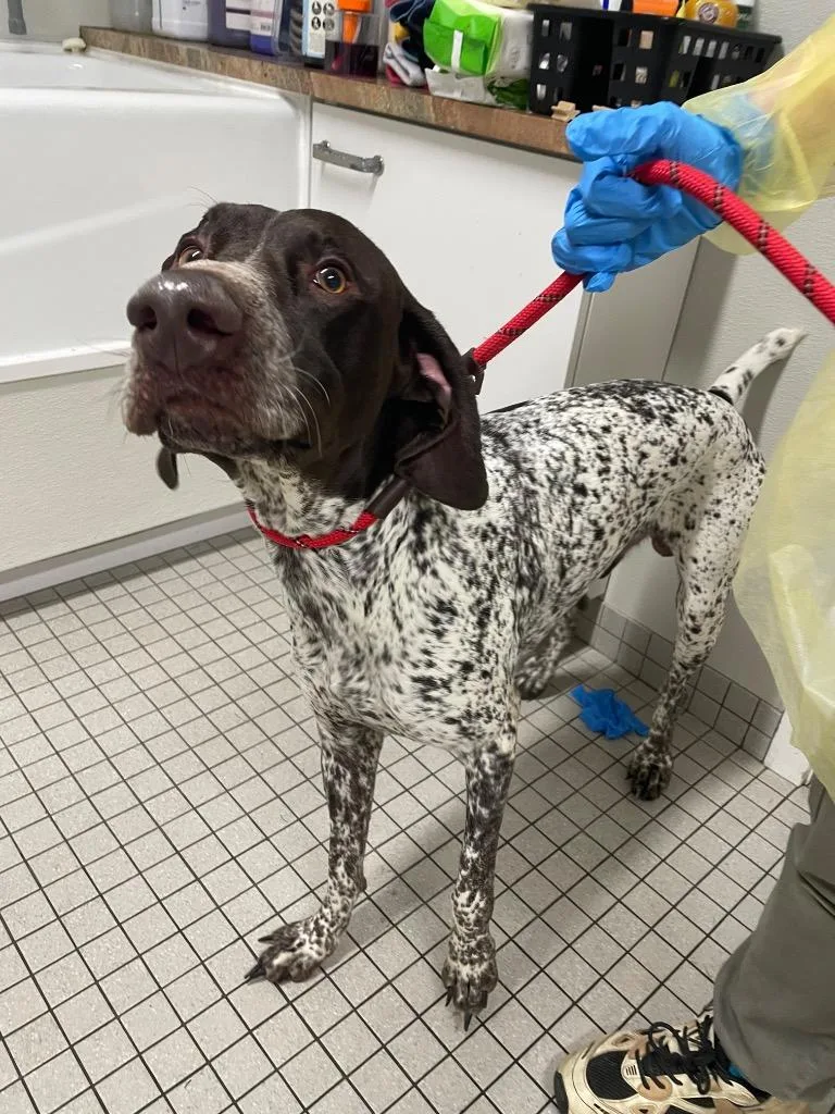 A young medium-sized male German Shorthaired Pointer dog named Jack Daniel for adoption in Fall River, MA