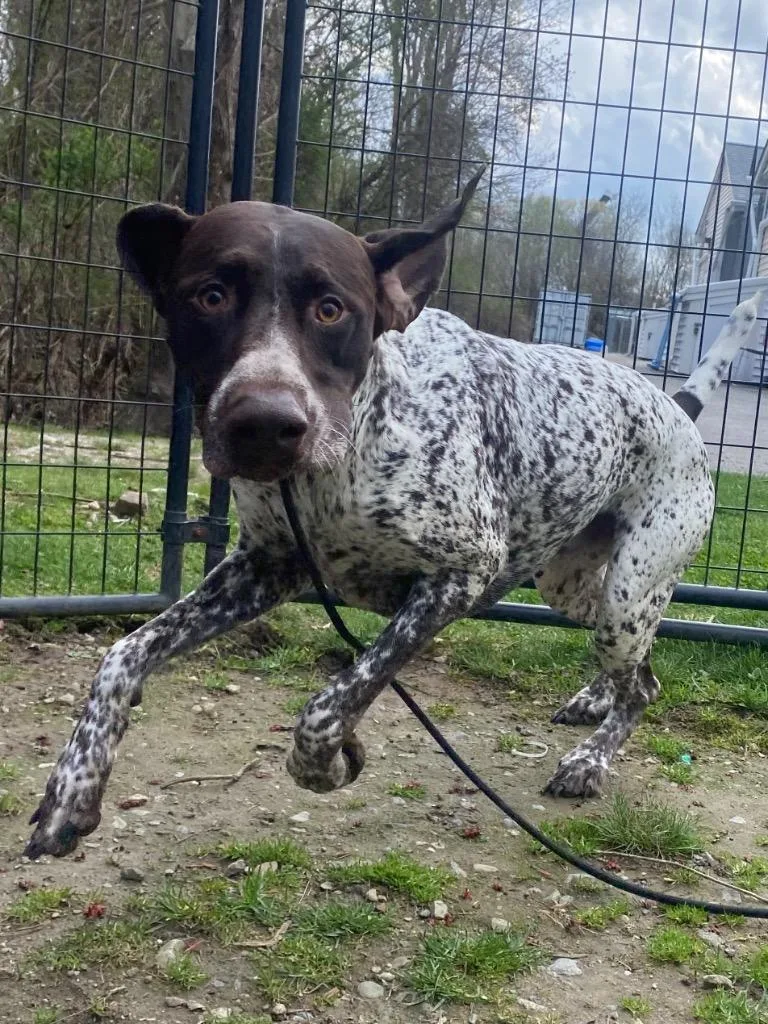 Jack Daniel thumbnail 2