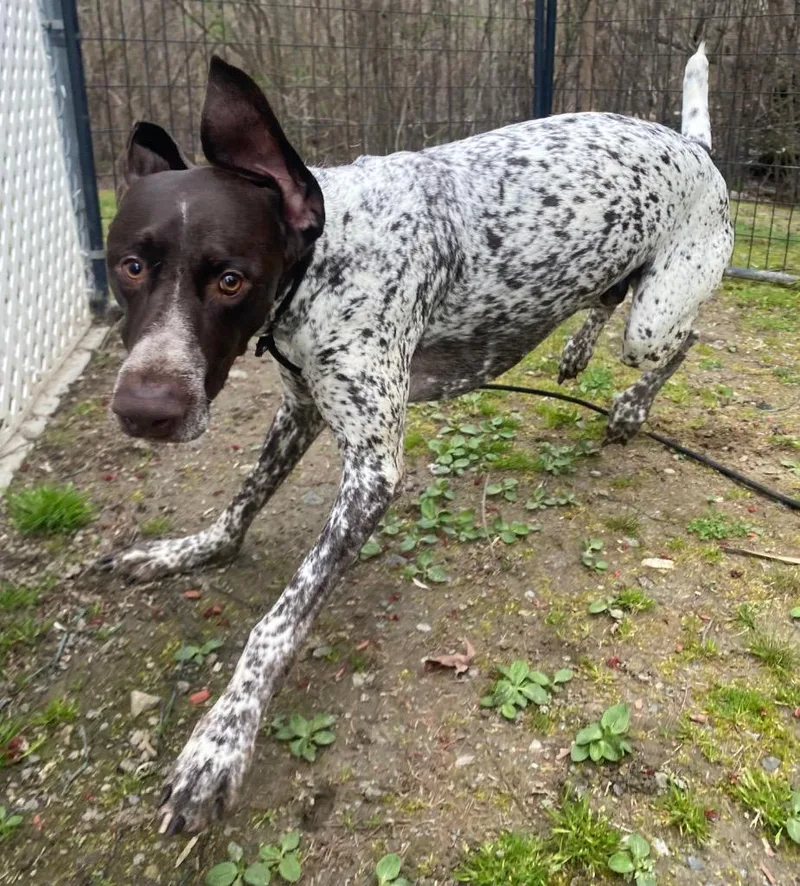 Jack Daniel thumbnail 3