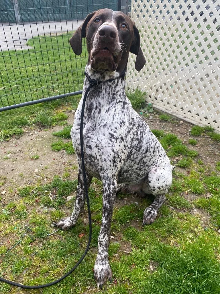 Jack Daniel thumbnail 4