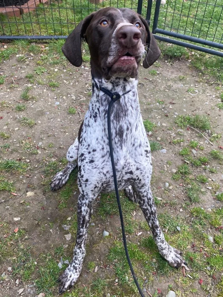 Jack Daniel thumbnail 5