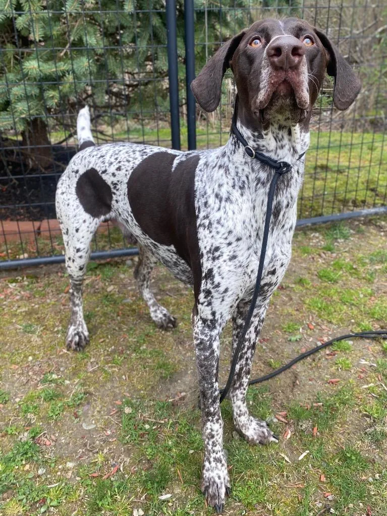 Jack Daniel thumbnail 6