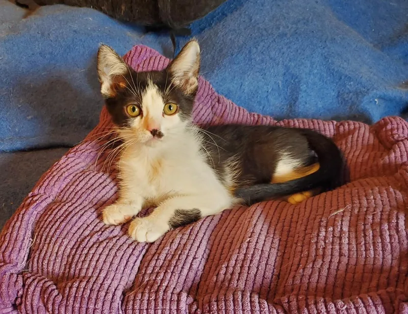 A young medium-sized male Black & White / Tuxedo Domestic Short Hair cat named Bobby for adoption in Chicago Ridge, IL