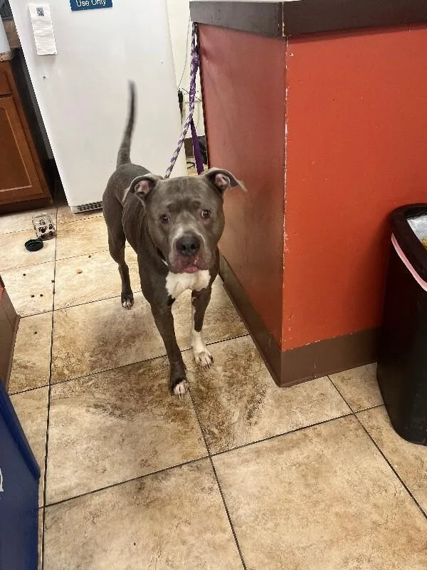 An adult large-sized male Gray / Blue / Silver Mixed Breed dog named Odysseus for adoption in Cincinnati, OH