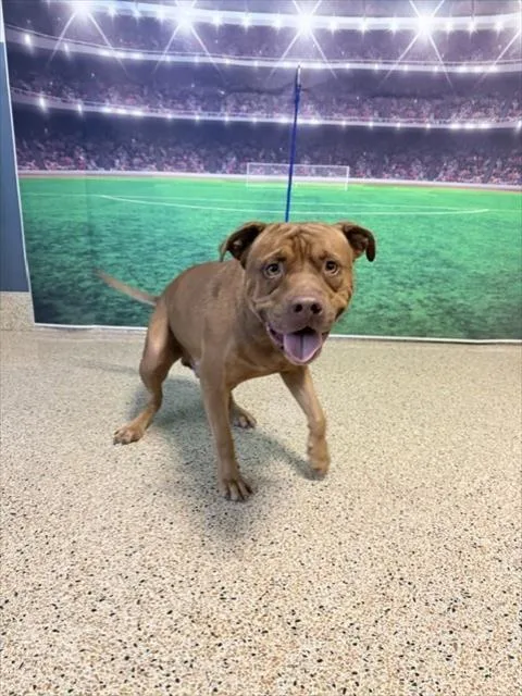 A young medium-sized male Pit Bull Terrier dog named Lionel for adoption in Miami, FL