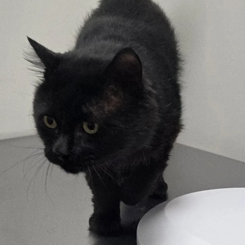 An adult large-sized male Black Domestic Medium Hair cat named Trick for adoption in SNOW HILL, NC