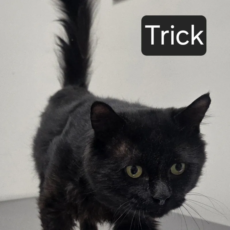 Trick thumbnail 2