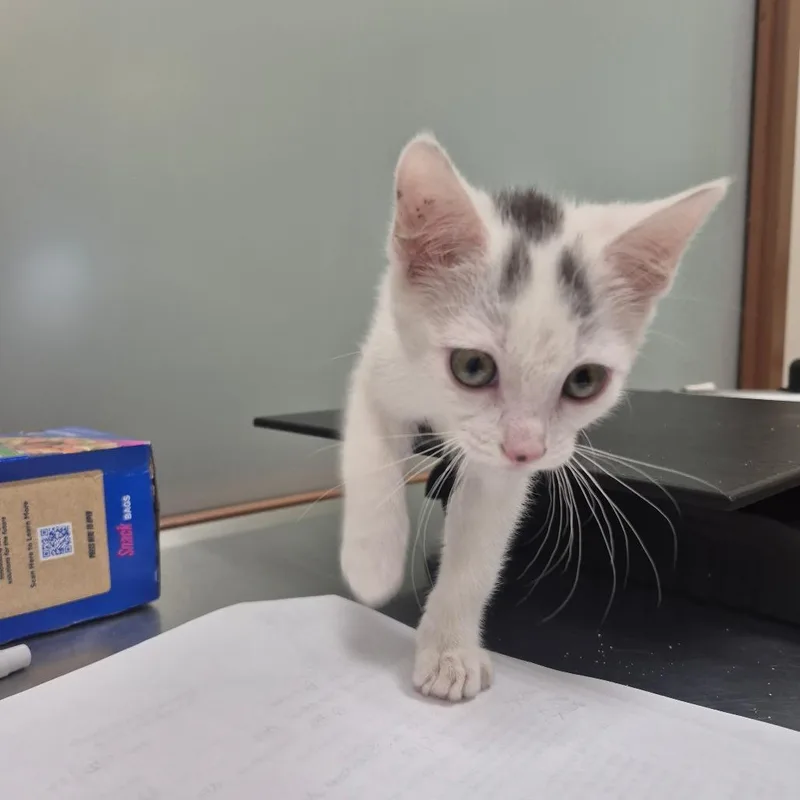 A baby small-sized female White Domestic Short Hair cat named Twyla for adoption in Upland, CA