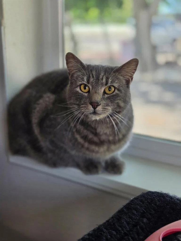 An adult medium-sized female Gray / Blue / Silver Domestic Short Hair cat named Mia for adoption in Emmett, ID