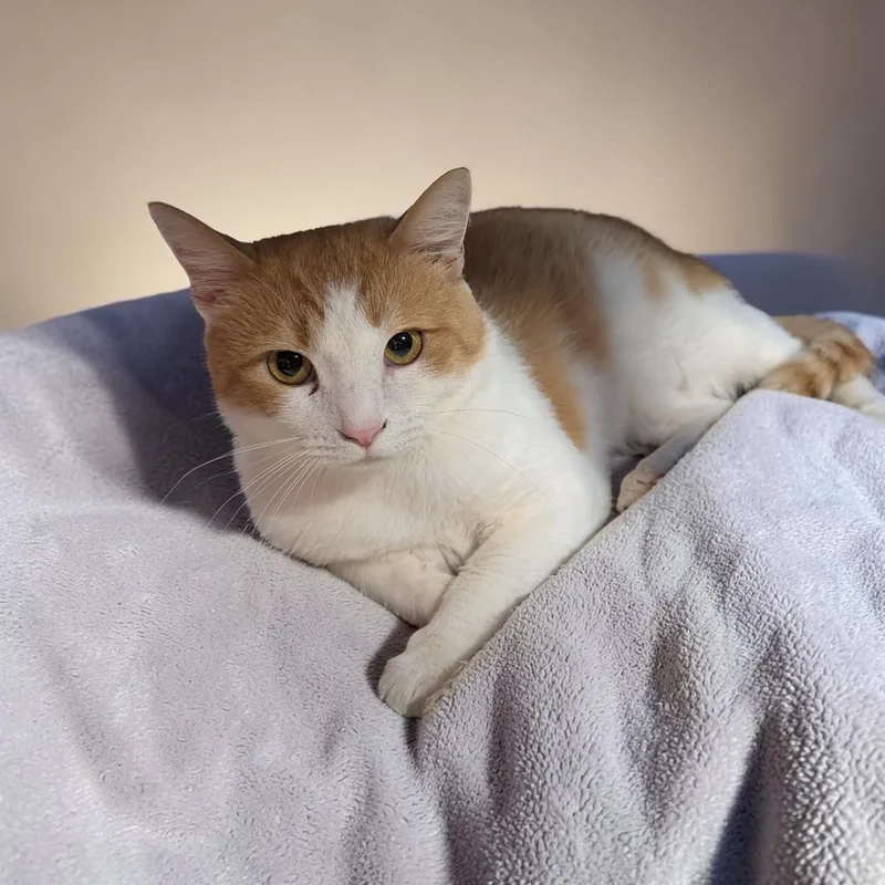 Ginger thumbnail 2