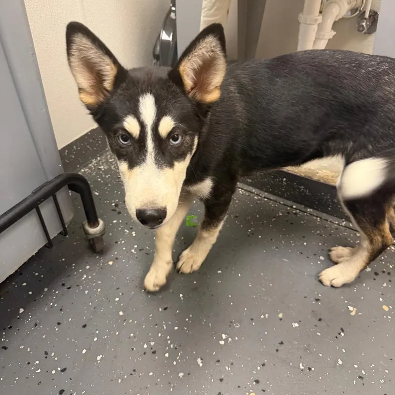 A baby large-sized female Black Mixed Breed dog named Blue Eyes for adoption in Columbiana, AL