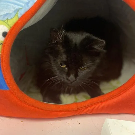 An adult medium-sized female Black Domestic Long Hair cat named Bumble Bumble for adoption in Davenport, IA