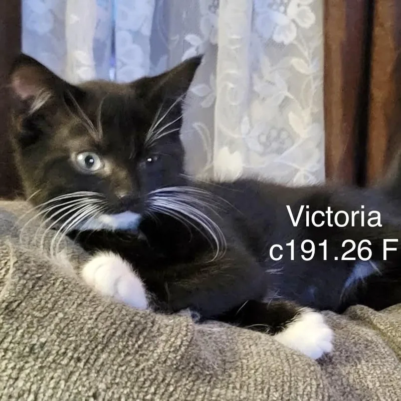 A baby medium-sized female Domestic Short Hair cat named Victoria for adoption in Batavia, NY