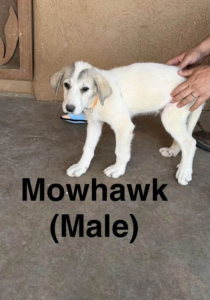 Mohawk