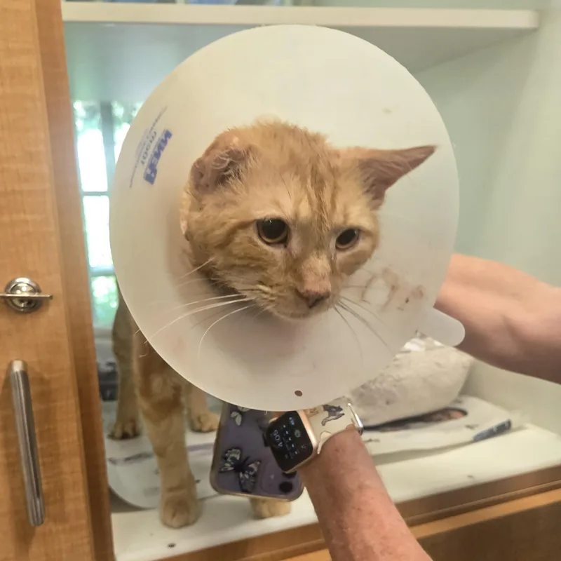 An adult medium-sized male Tabby (Orange / Red) Domestic Short Hair cat named Crumb for adoption in Phoenixville, PA