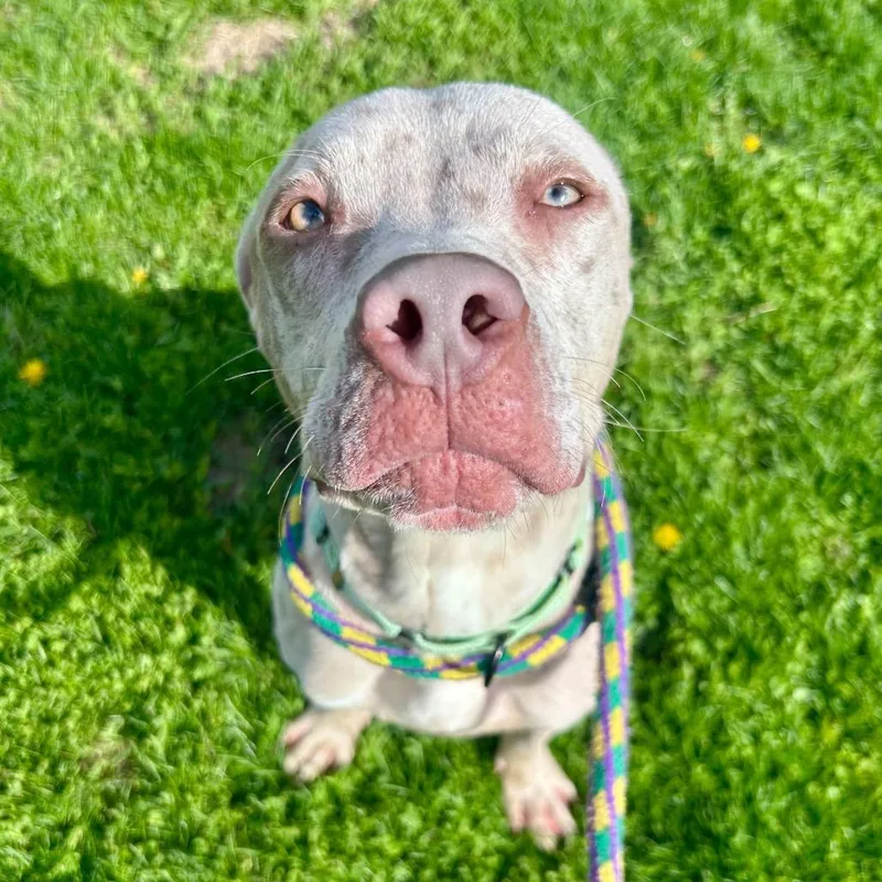 A young medium-sized male White / Cream Mixed Breed dog named Man Blizzard for adoption in Davenport, IA