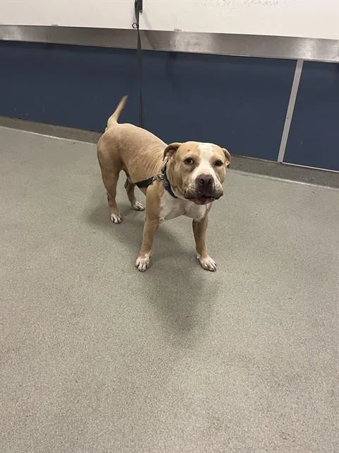 An adult large-sized male American Bulldog dog named Tank for adoption in Miami, FL