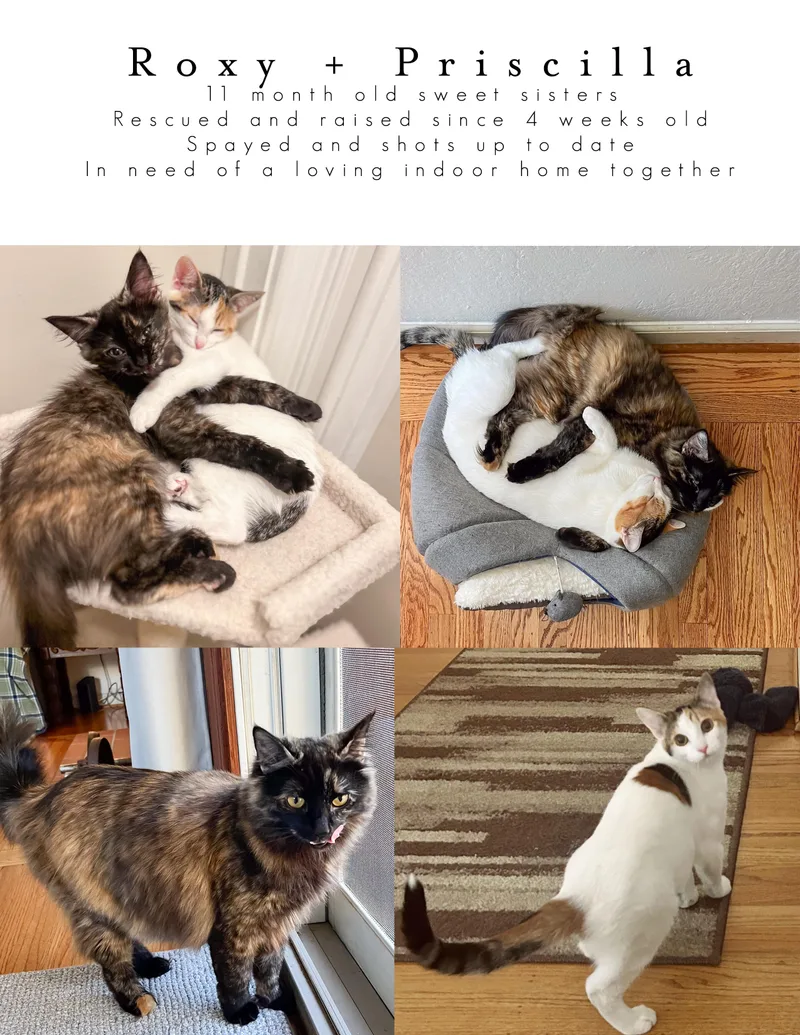 A young medium-sized female Tortoiseshell cat named Priscilla for adoption in Sacramento, CA