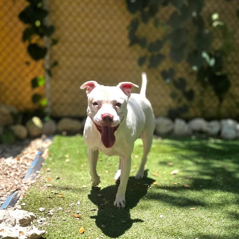 An adult large-sized female White / Cream Mixed Breed dog named Nellie for adoption in Port Charlotte, FL
