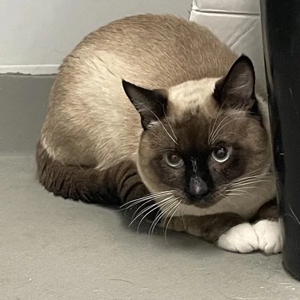 An adult small-sized male Siamese cat named Conway for adoption in Des Moines, IA