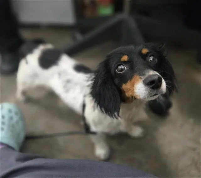 An adult small-sized female Dachshund dog named Maple for adoption in Dallas, TX