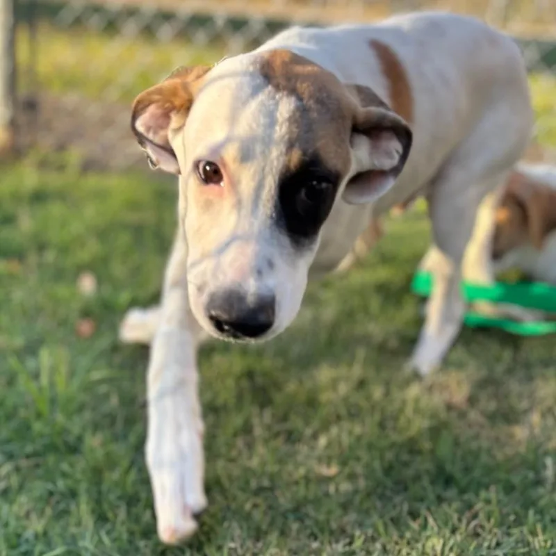 A young small-sized male Pit Bull Terrier dog named Apollo for adoption in Texas City, TX