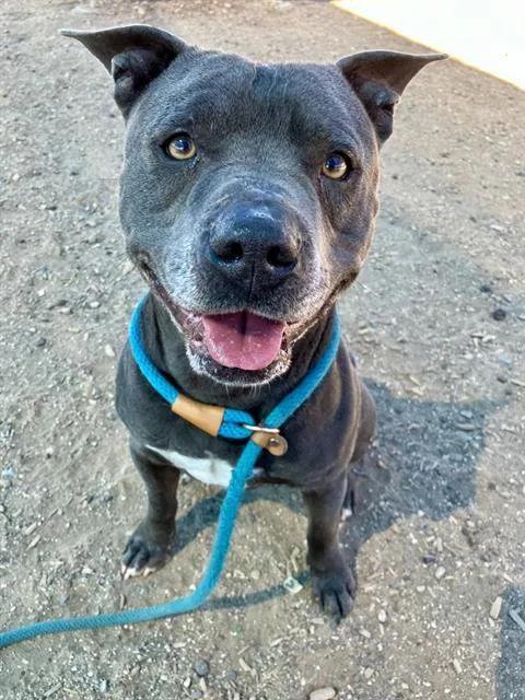 An adult medium-sized male Pit Bull Terrier dog named Pretzel Prez for adoption in Albuquerque, NM