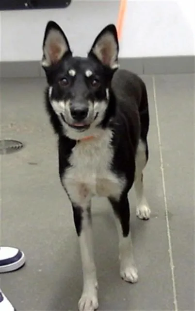 A young large-sized female Siberian Husky dog named Cutie Pie for adoption in Mesa, AZ