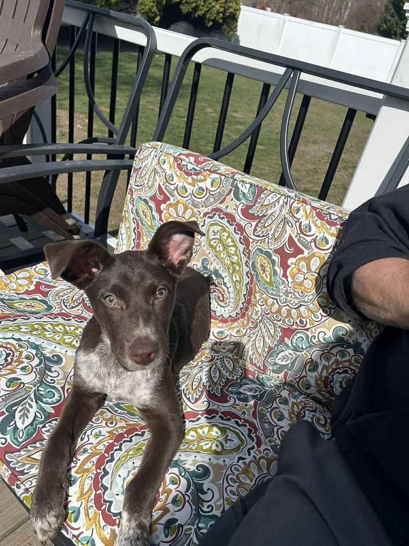 A baby medium-sized female Mixed Breed dog named Casey for adoption in Holbrook, NY