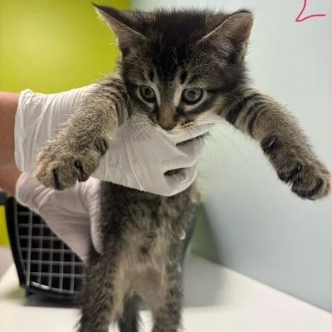 A baby small-sized male Brown / Chocolate Domestic Short Hair cat named Tow Mater for adoption in Mooresville, NC
