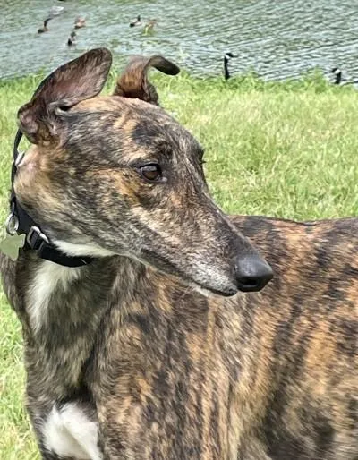 A young large-sized female Brindle Greyhound dog named Raven for adoption in Dallas, TX