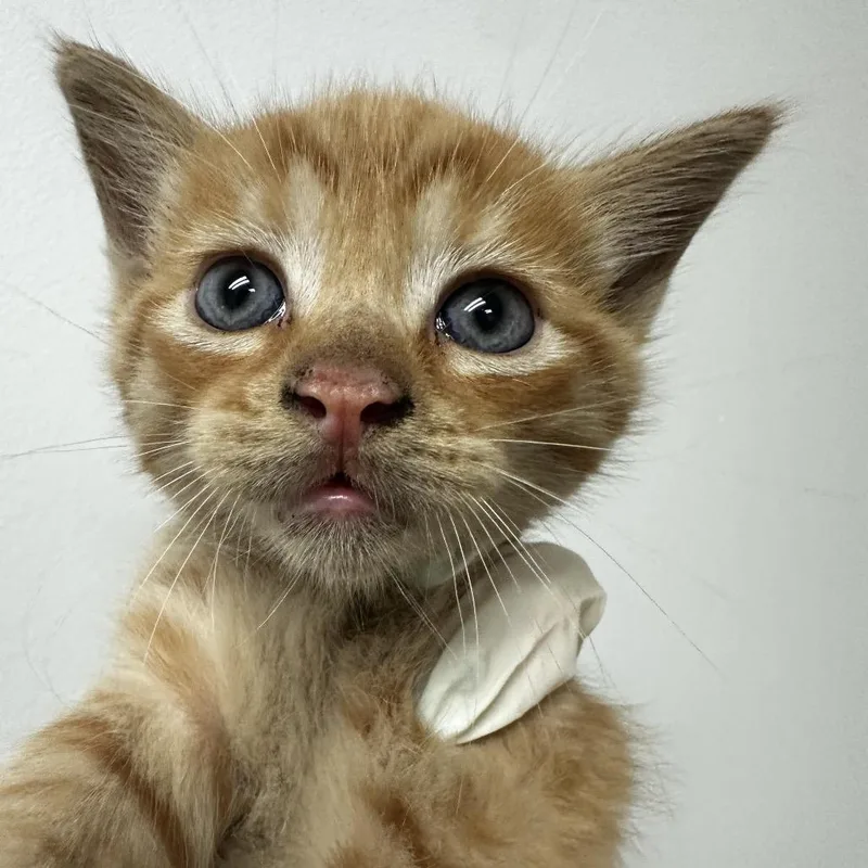 A baby small-sized male Flame Point Domestic Short Hair cat named Mercedes for adoption in Jacksonville, FL