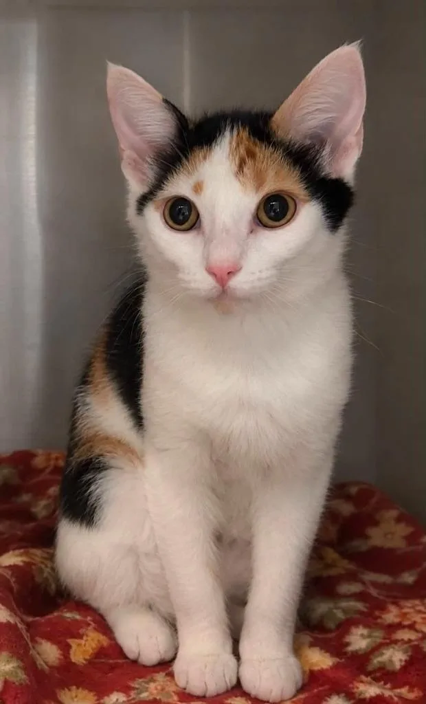 A baby medium-sized female Domestic Short Hair cat named Patches for adoption in Columbia, TN