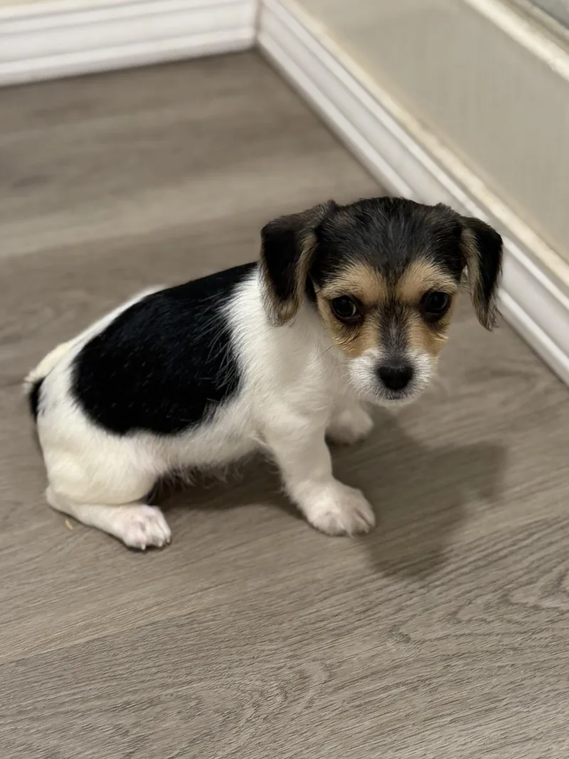 A baby small-sized female Chihuahua dog named Otter for adoption in San Diego, CA