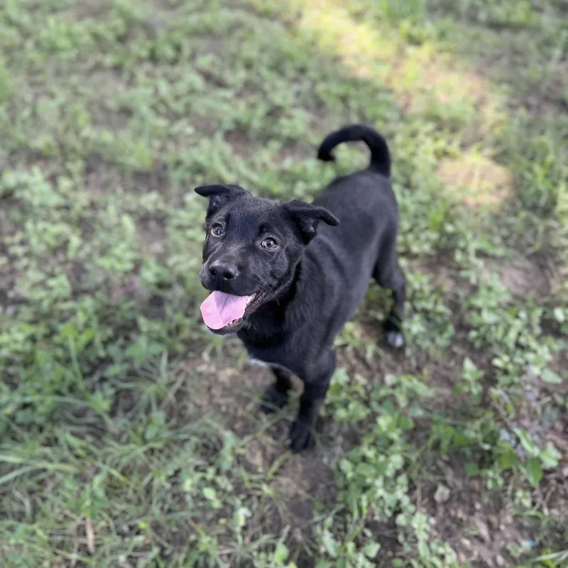 A baby small-sized male Black Labrador Retriever dog named Totino for adoption in Carencro, LA