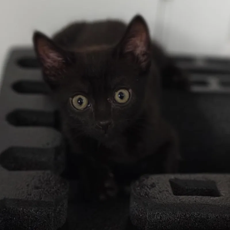 A baby medium-sized male Black Domestic Short Hair cat named Blue Cheese for adoption in Parkland, FL