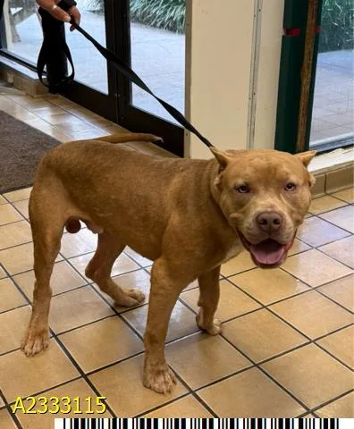 A young large-sized male Mixed Breed dog named Copper for adoption in West Palm Beach, FL