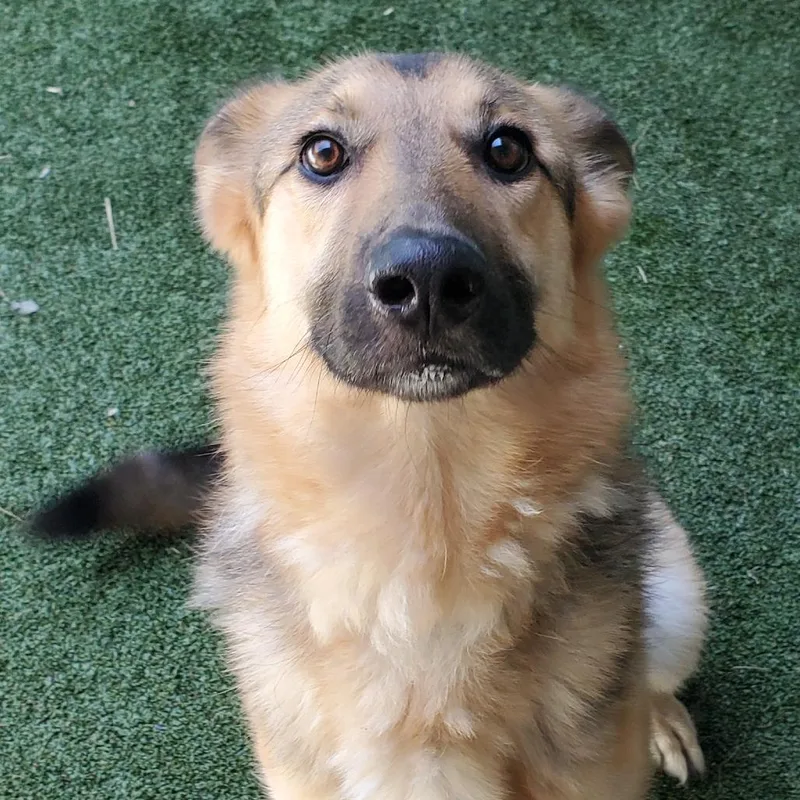 An adult large-sized female Black Mixed Breed dog named Riley for adoption in Fairport, NY