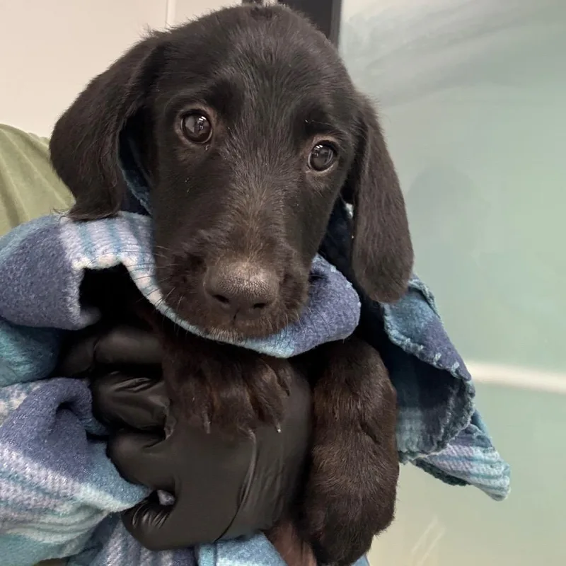 A baby small-sized female Black Labrador Retriever dog named Triss for adoption in Abilene, TX